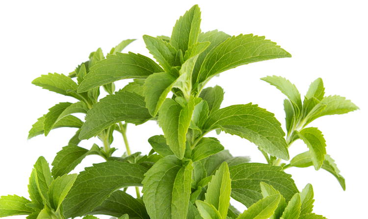 Stevia herb